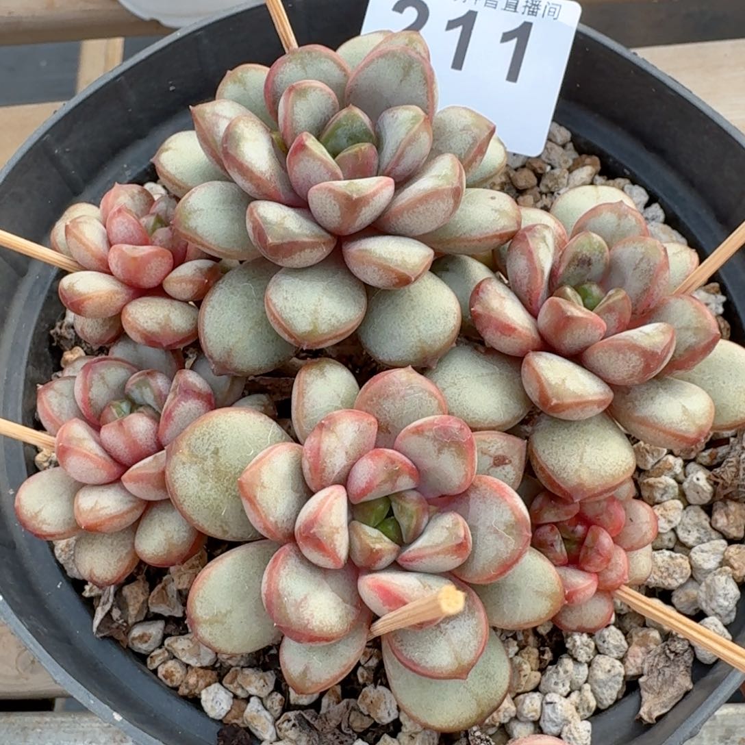 老桩葡萄         多肉植物