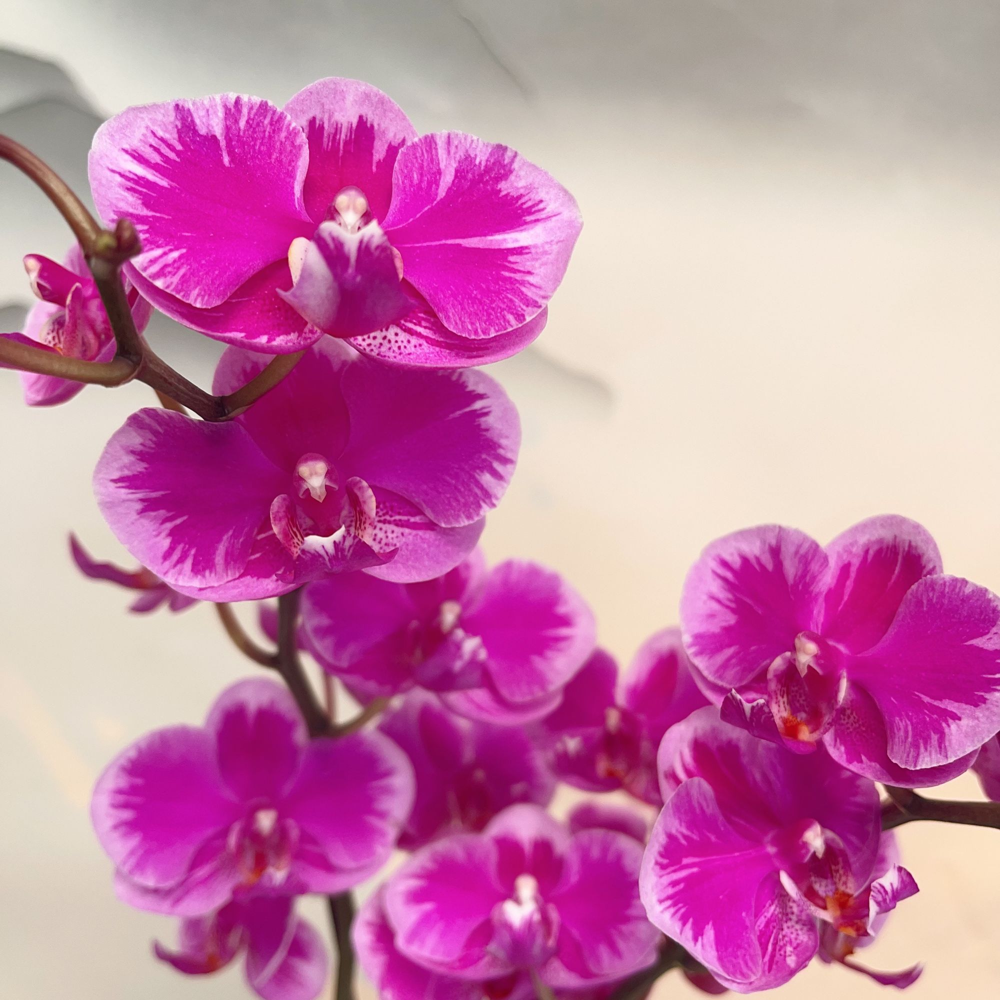 05【泼墨】精美蝴蝶兰