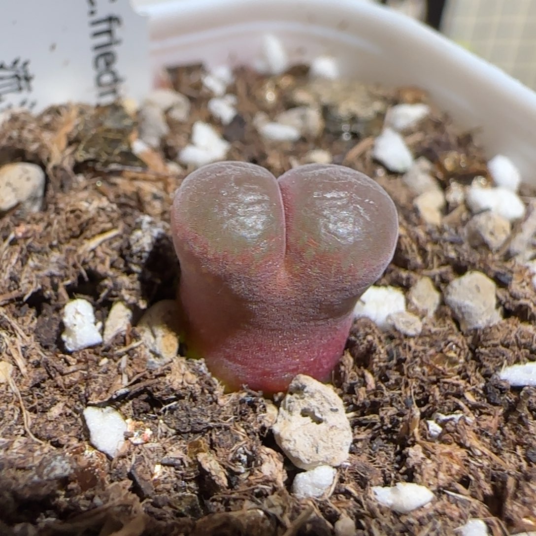 肉锥多肉植物组合-流沙1249
