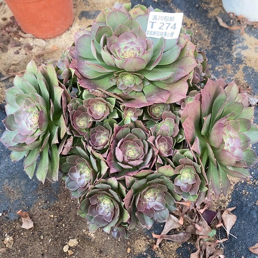 274红心沙拉碗多肉丛林