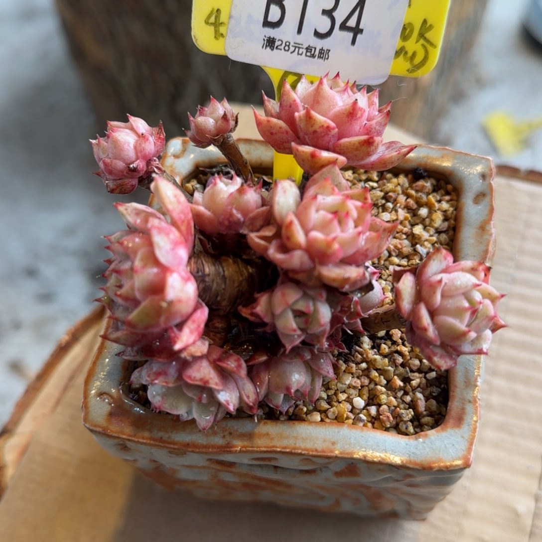 多肉植入黄金苯巴蒂斯