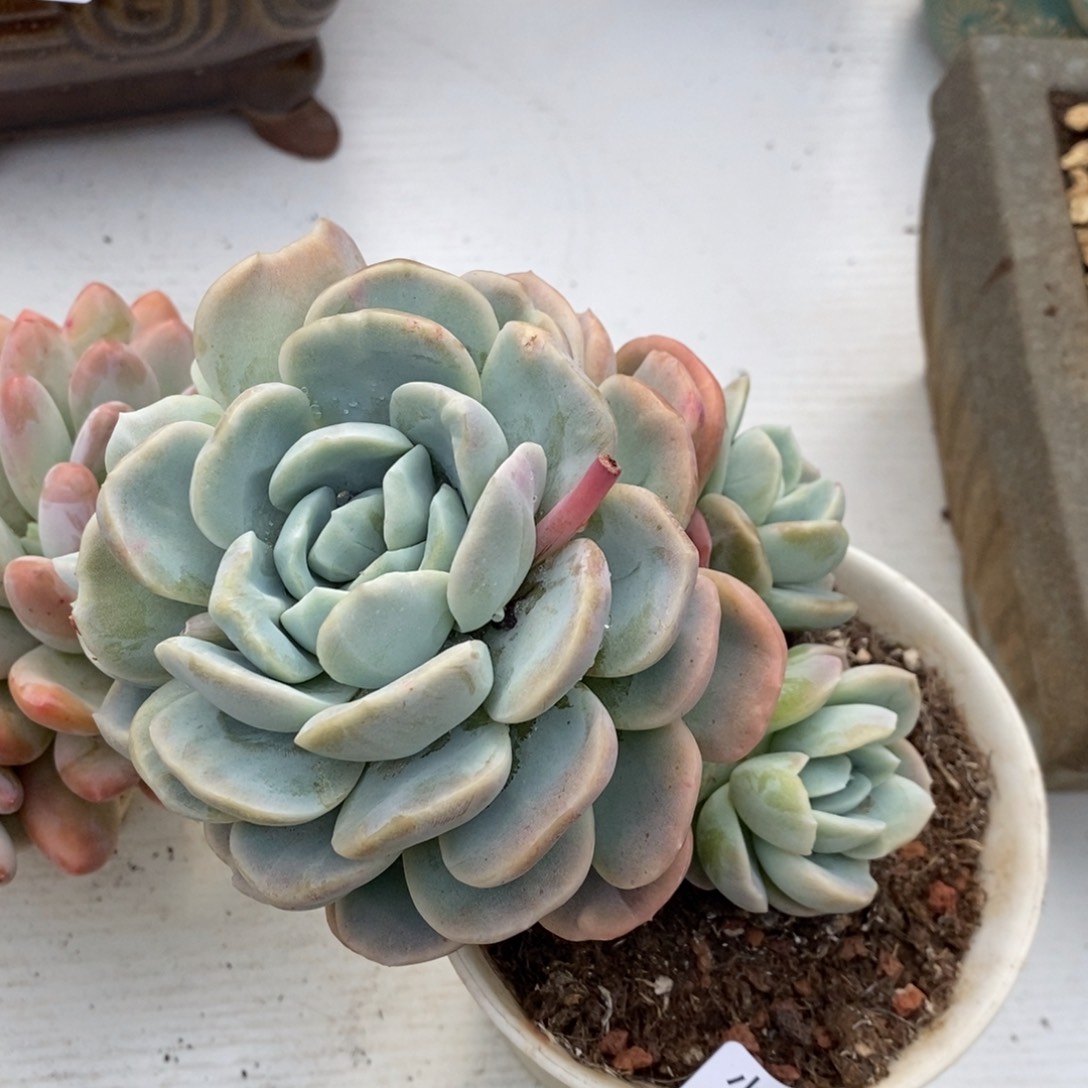 漠*小七夕多肉厚梦29