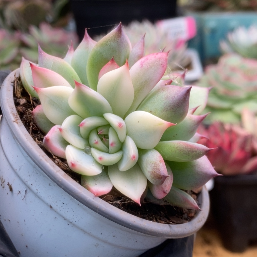 135锦锦锦锦锦锦锦