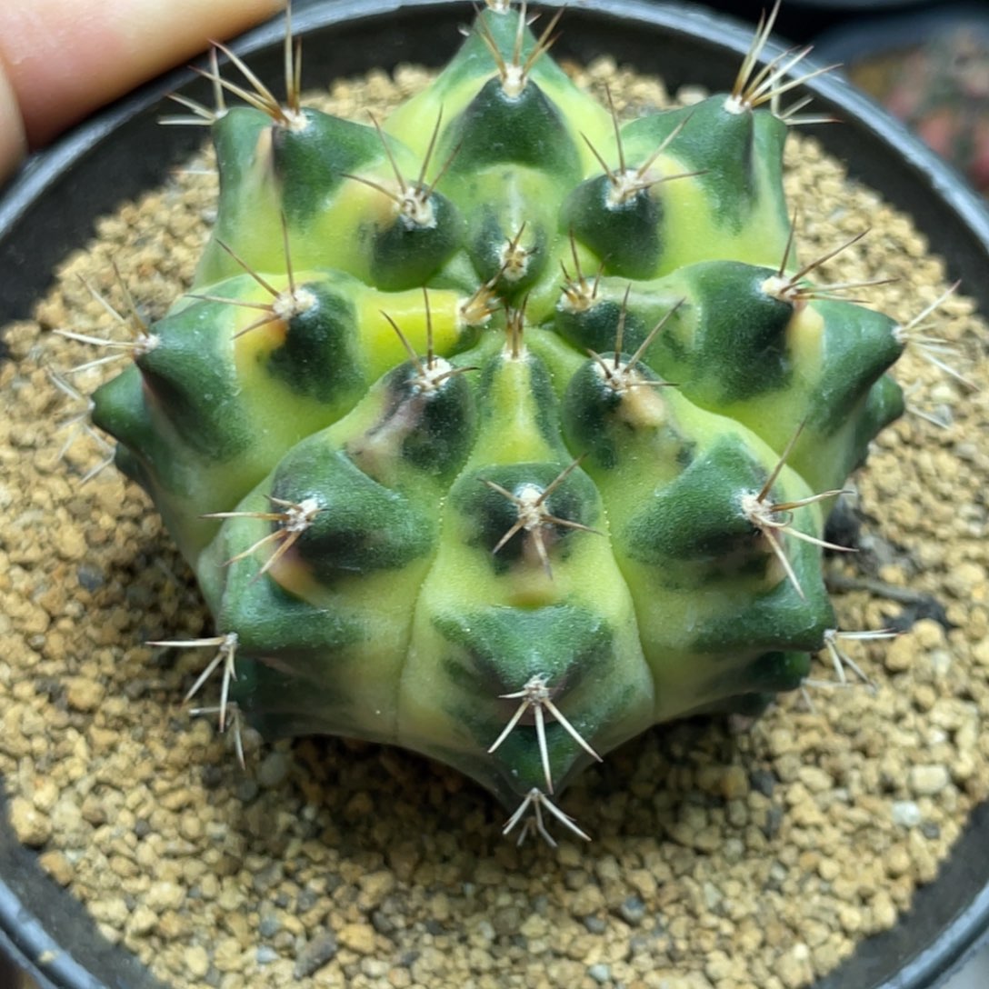 当前无花朵，栽培后可花朵月亮皇冠