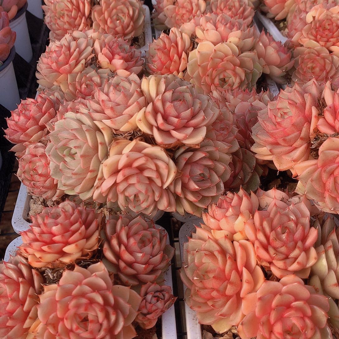 黄金苯巴蒂斯24567788999