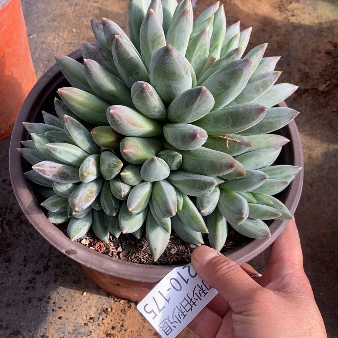 两单包邮1210-175重楼