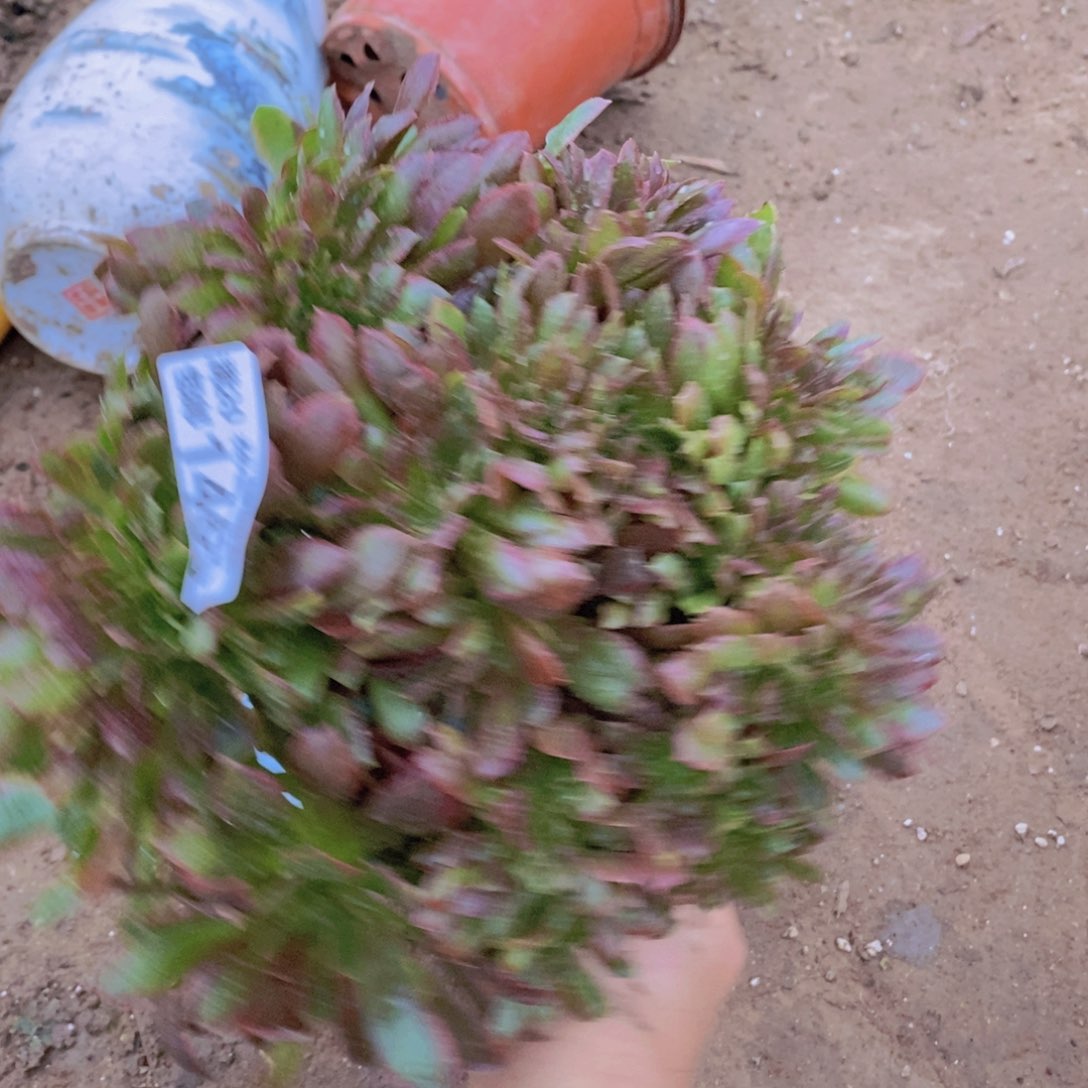 1469 号一物一拍多肉植物