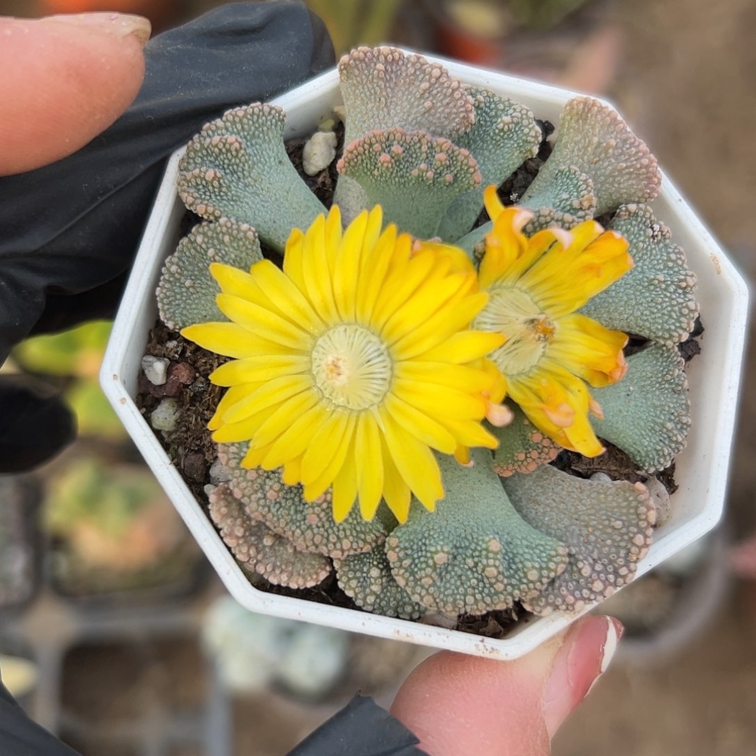 多肉植物小天女开花