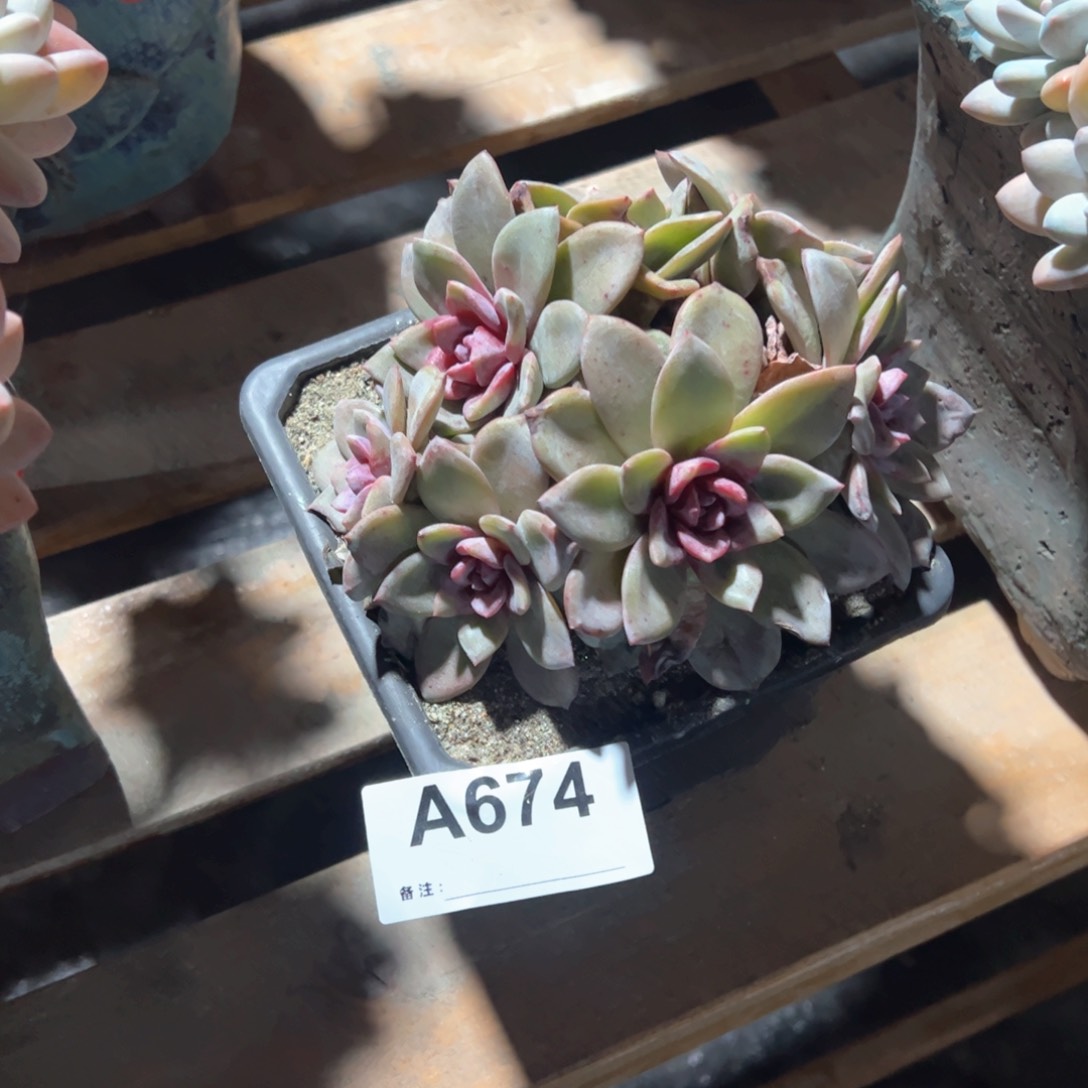 674多肉德国香槟