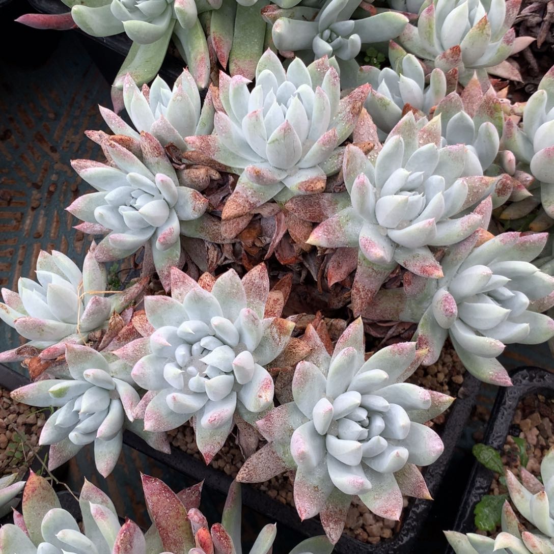 阿金尼，多肉植物