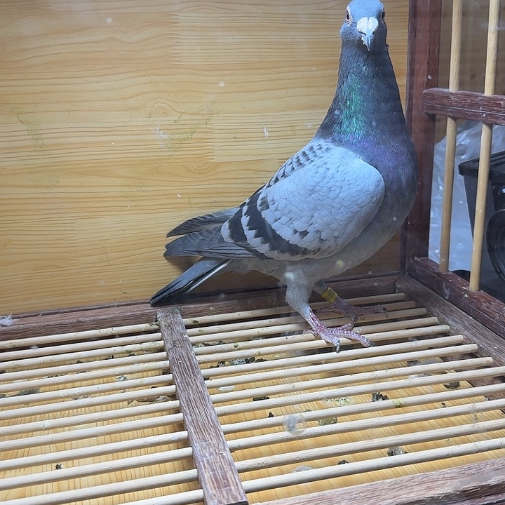 东***城6中国大陆散装0047825-24