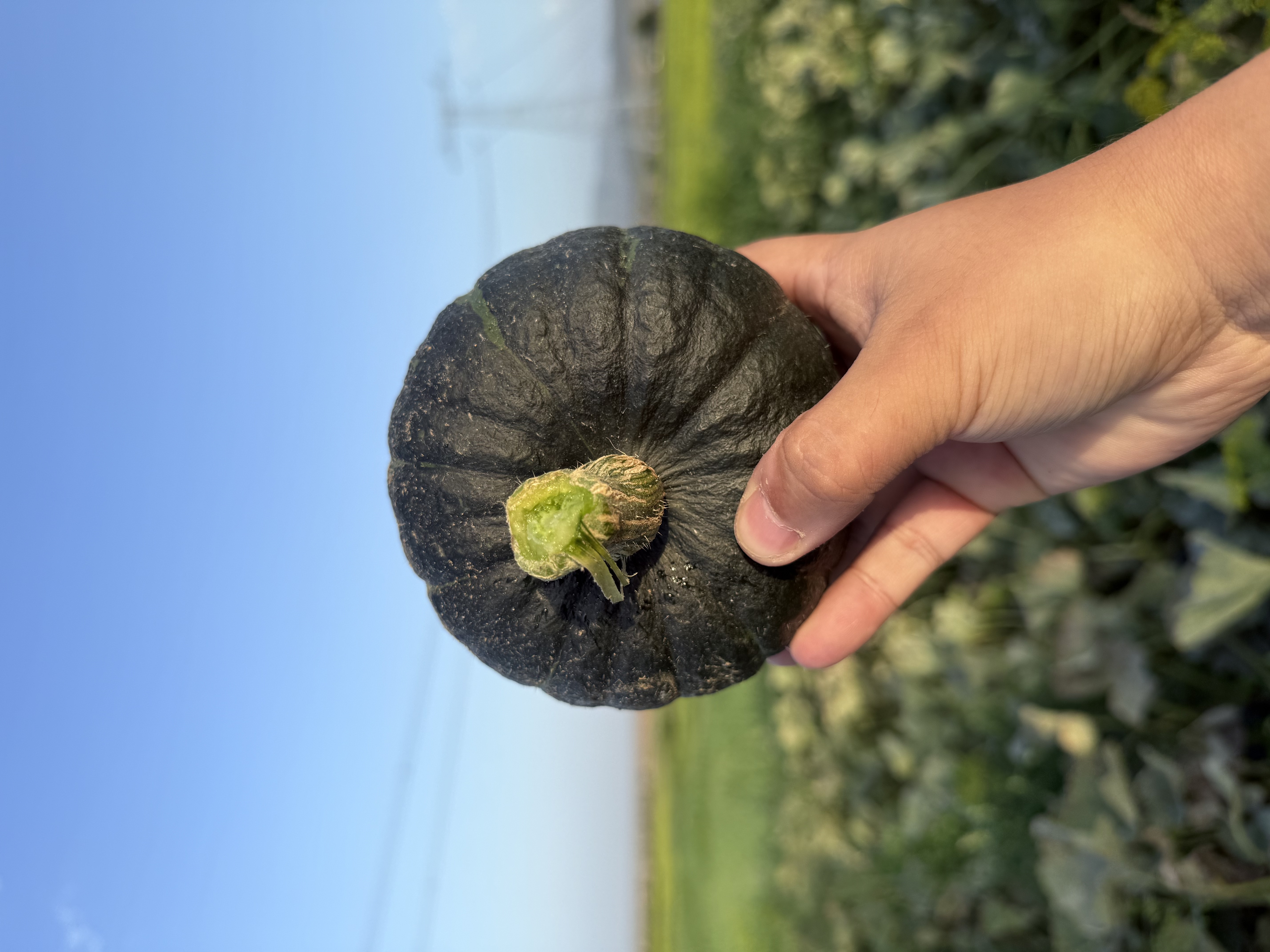 正宗贝贝南瓜粉糯香甜板栗味适合宝宝辅食现摘现发