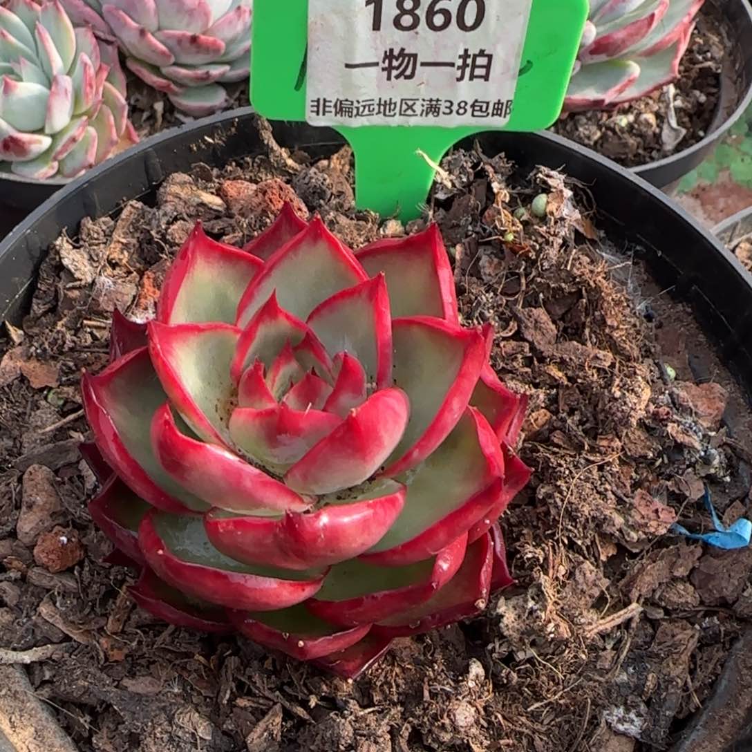 云南精品多肉1860