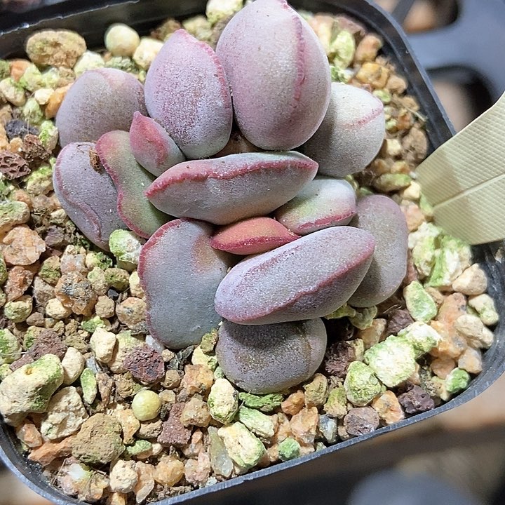 多肉植物红蛋2071