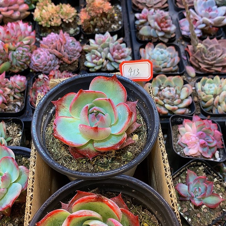 A413惊鸿仙子多肉