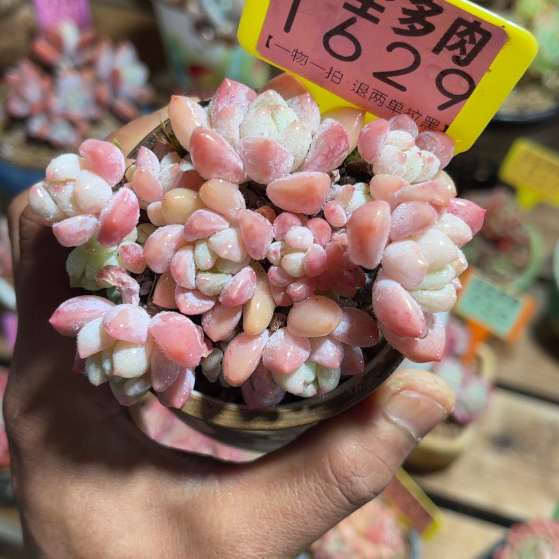 云尘多肉一物一拍不含盆1629