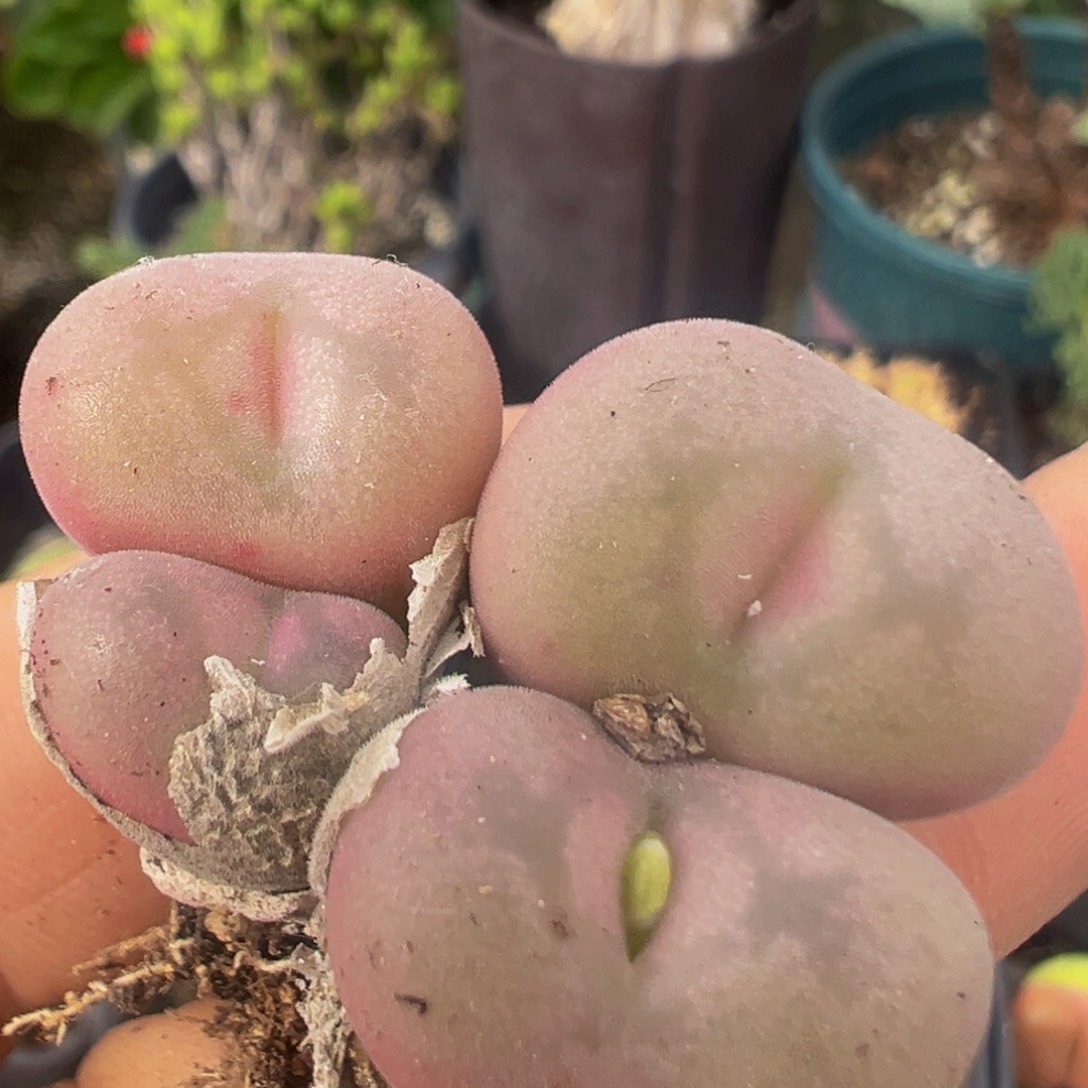 老***米56多肉植物百科植物