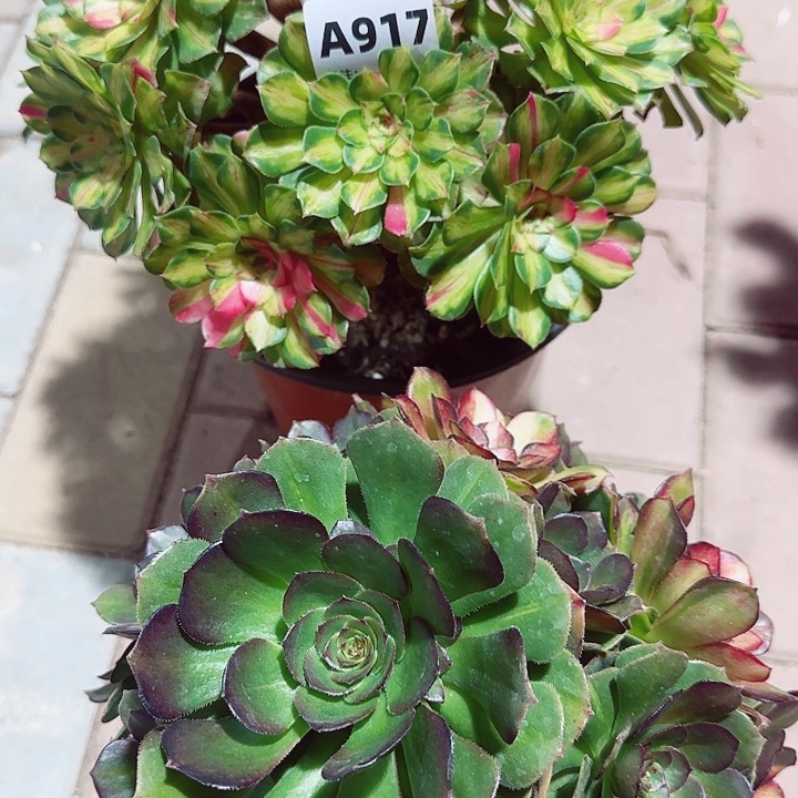 呆****917，知否嫁接加海王七彩手捧