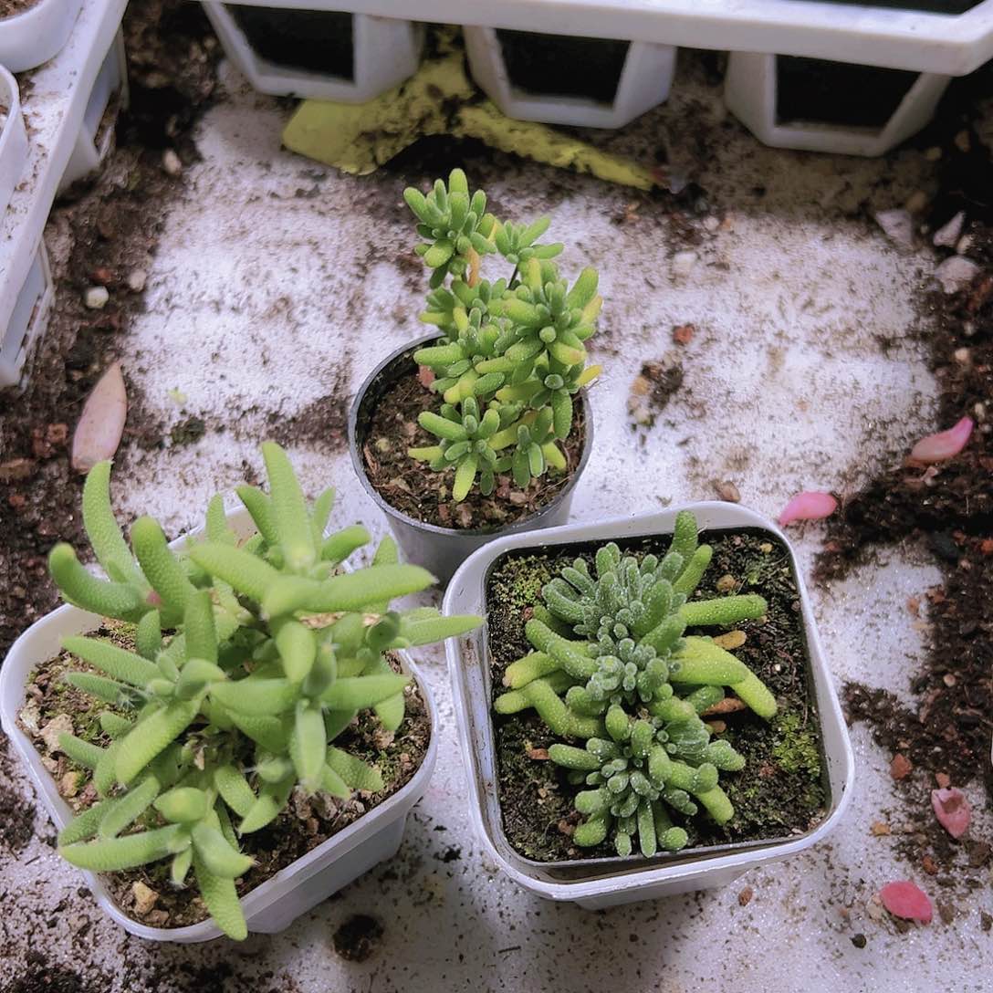 枝干组合3盆19包邮