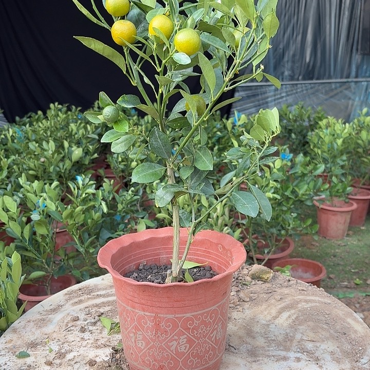 无花朵四季桔一物一拍22米