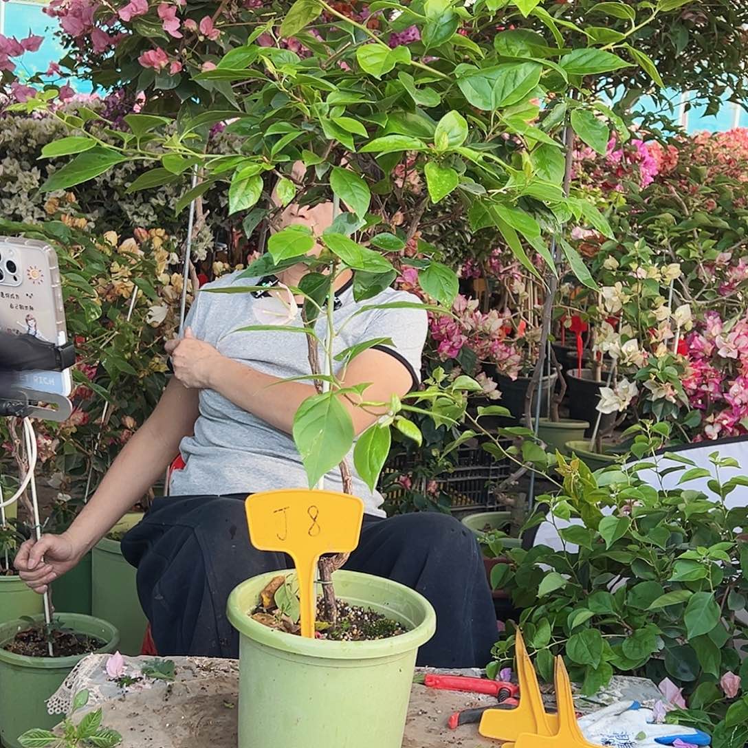 不***事大部分花苞少量开放J8红樱