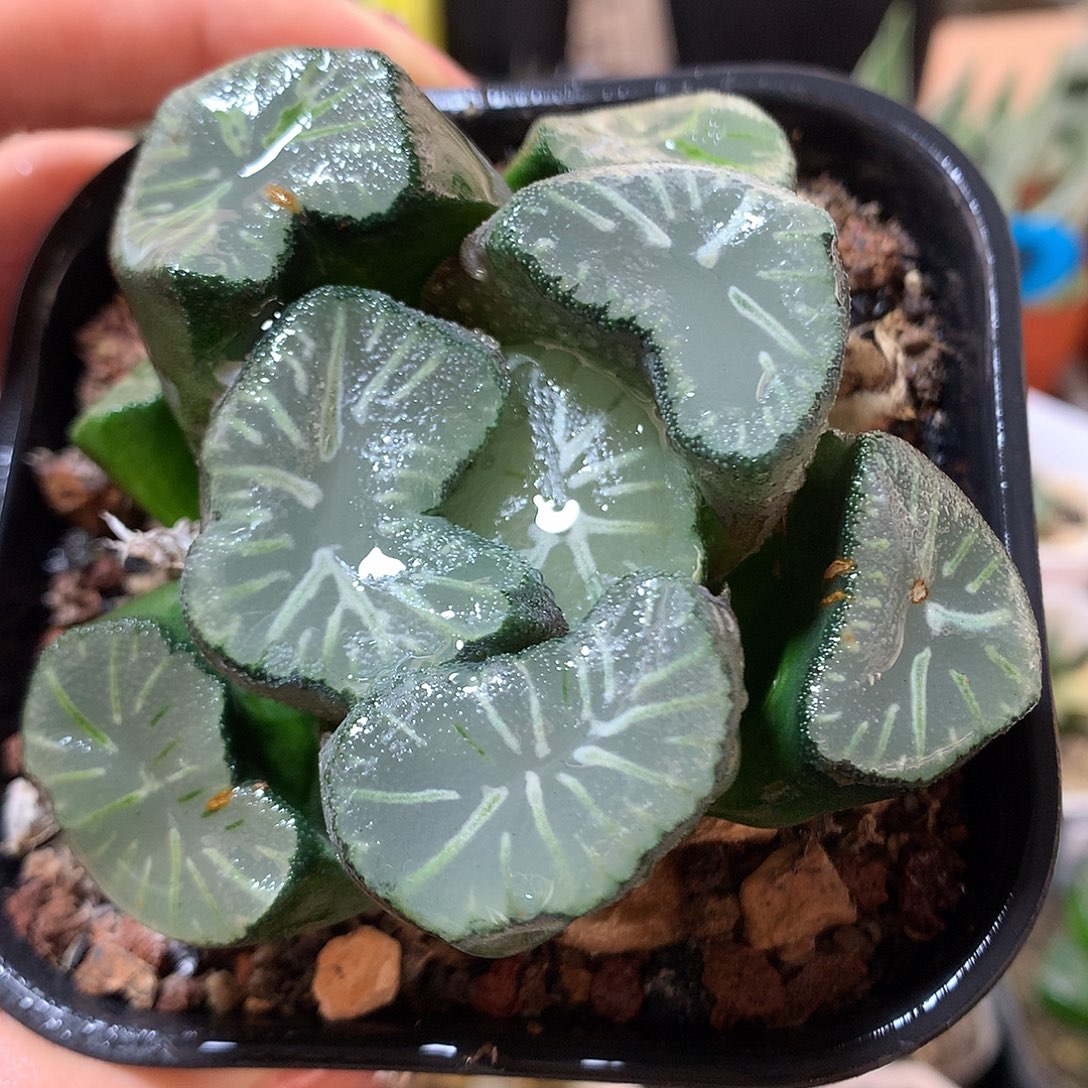7号花菱万象带盆土
