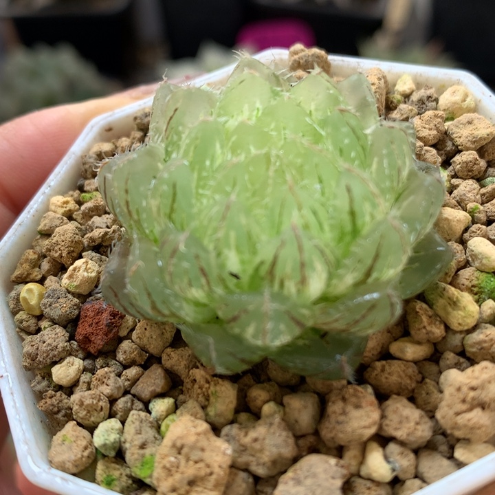 翠云玉露锦带盆土发货