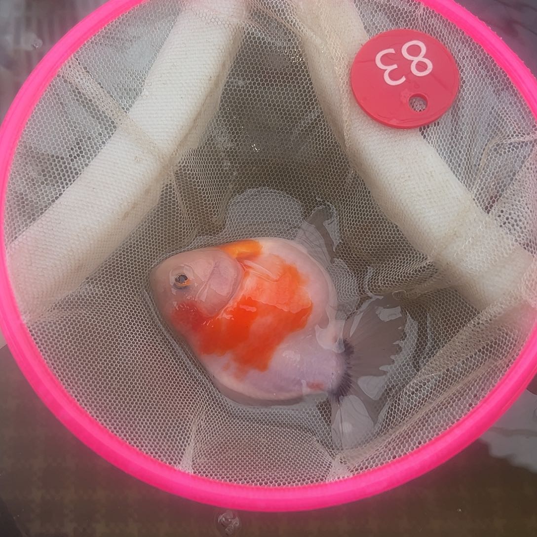 海水鱼短尾将军泰狮