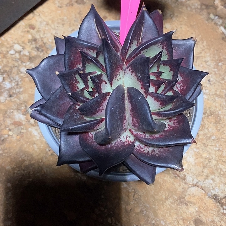 请***洋3058——直播福利补差