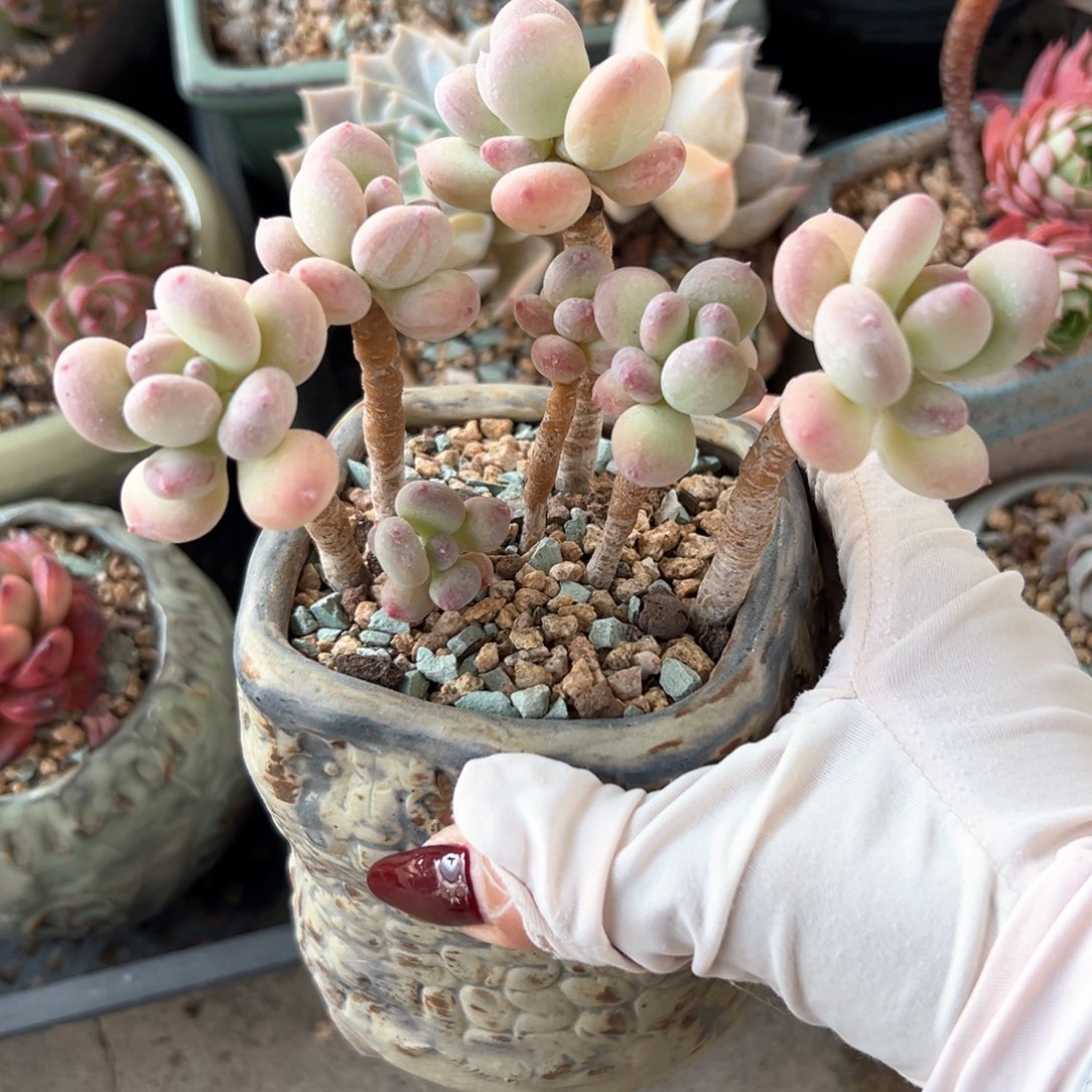 三日月美人（满38包邮）多肉