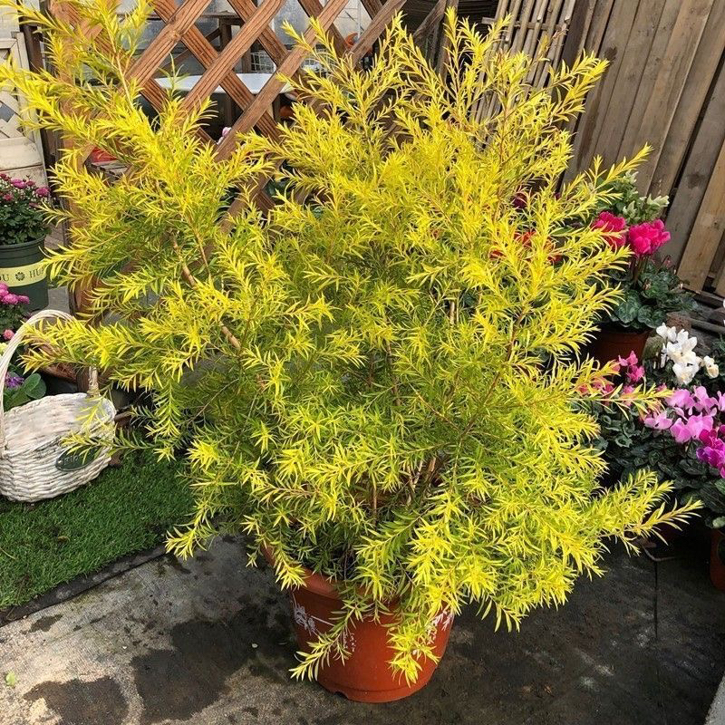 香柳盆栽千层金四季常绿庭院阳台多年生木本植物