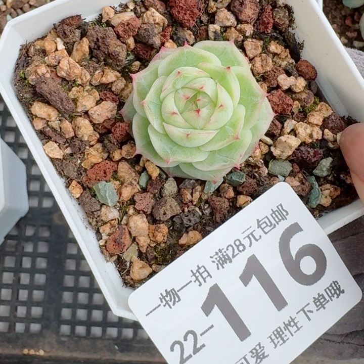 女王无盆土发货，我们