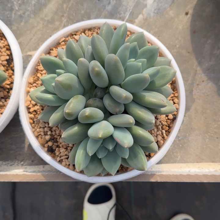 黄胖体 哥特 3头 一物一拍