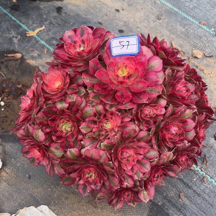 倾城朵朵多肉植物