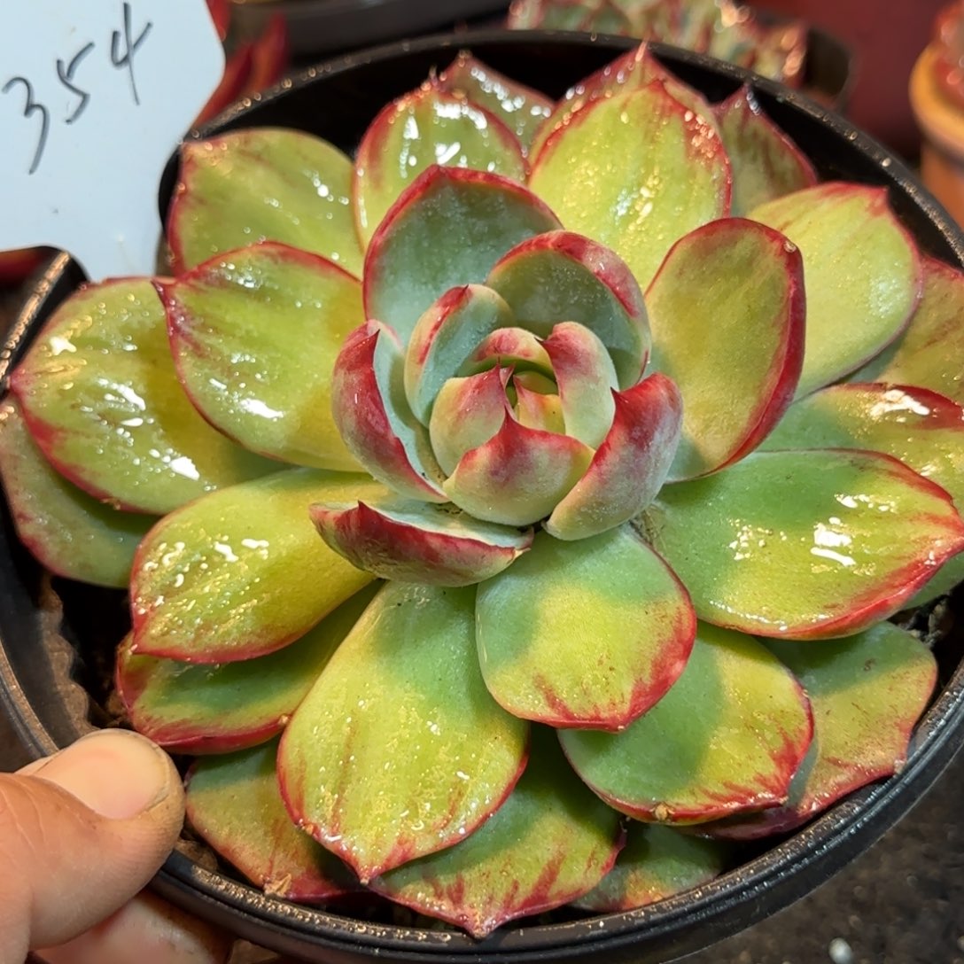 惊鸿一物一拍包装收缩花旱354