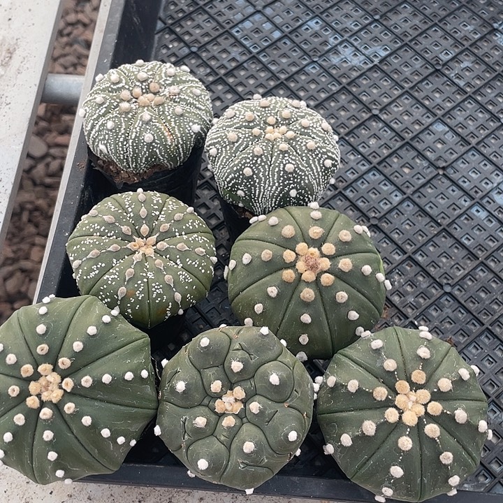 实生兜福利福利福利