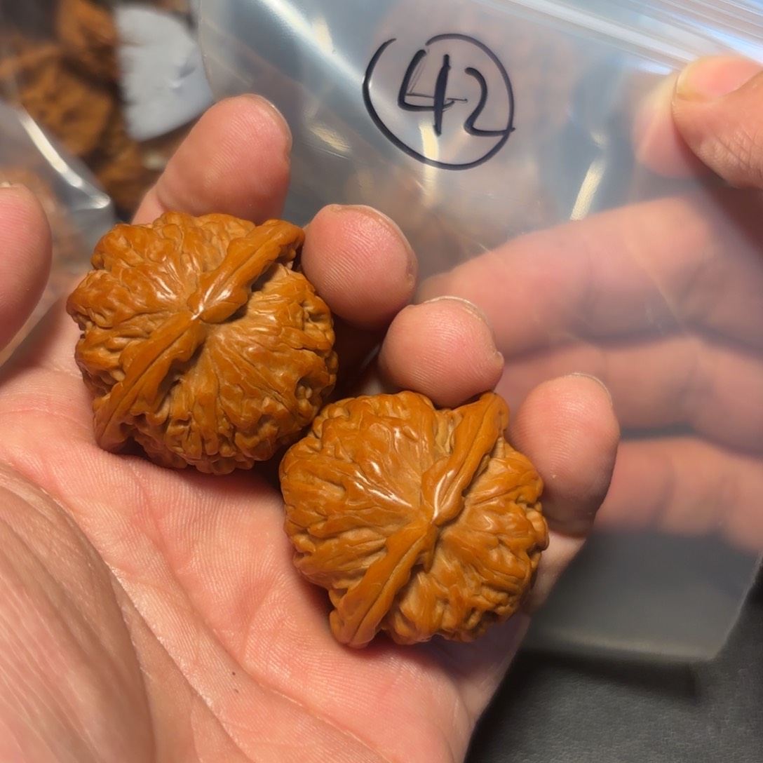 核桃其他白狮子的