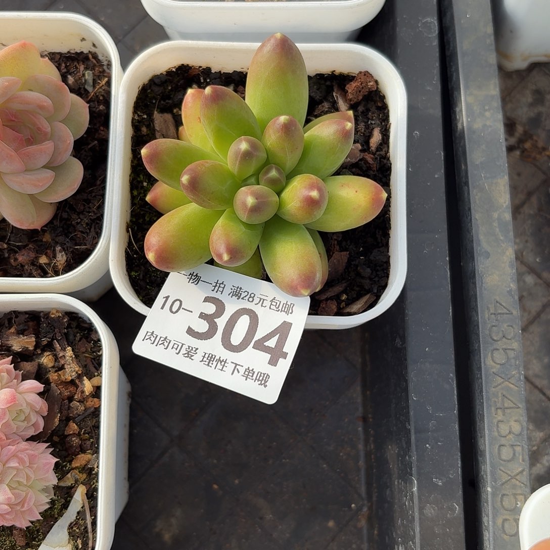 千代田无盆无无盆无