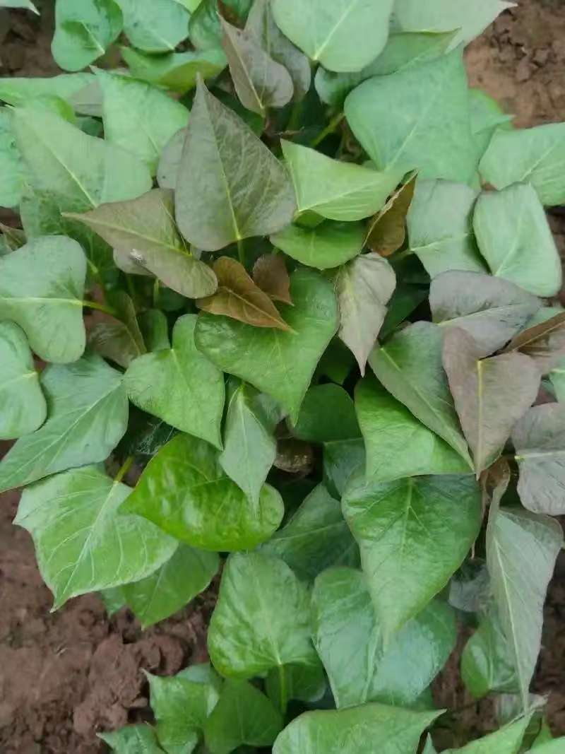 超甜榴莲蜜薯苗软糯香甜皮薄农科院红薯苗成活率高粗壮苗