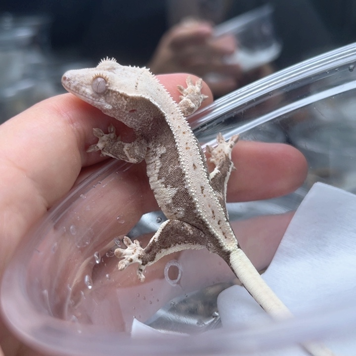 睫角守宫f12莉莉隐缺黄妹妹