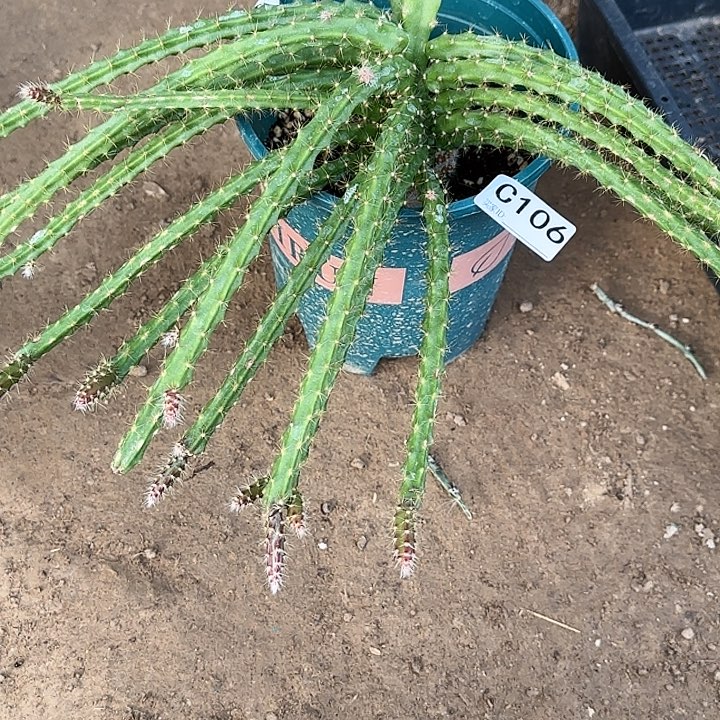 勤*嫁接糖果仙人球106