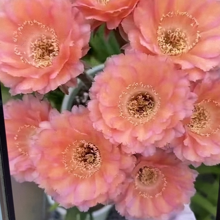 彩草心舞带根5公分左右