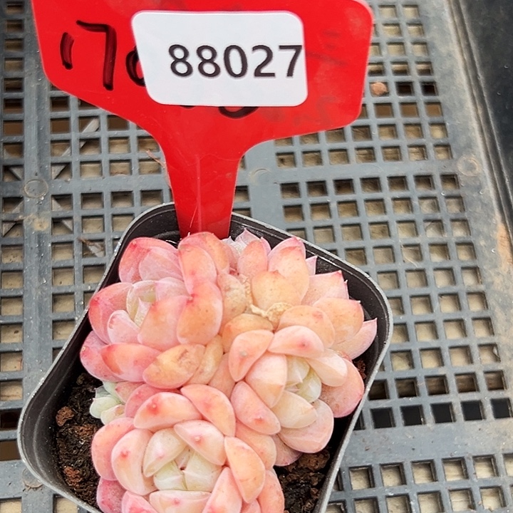 雯***糖心     88027号  