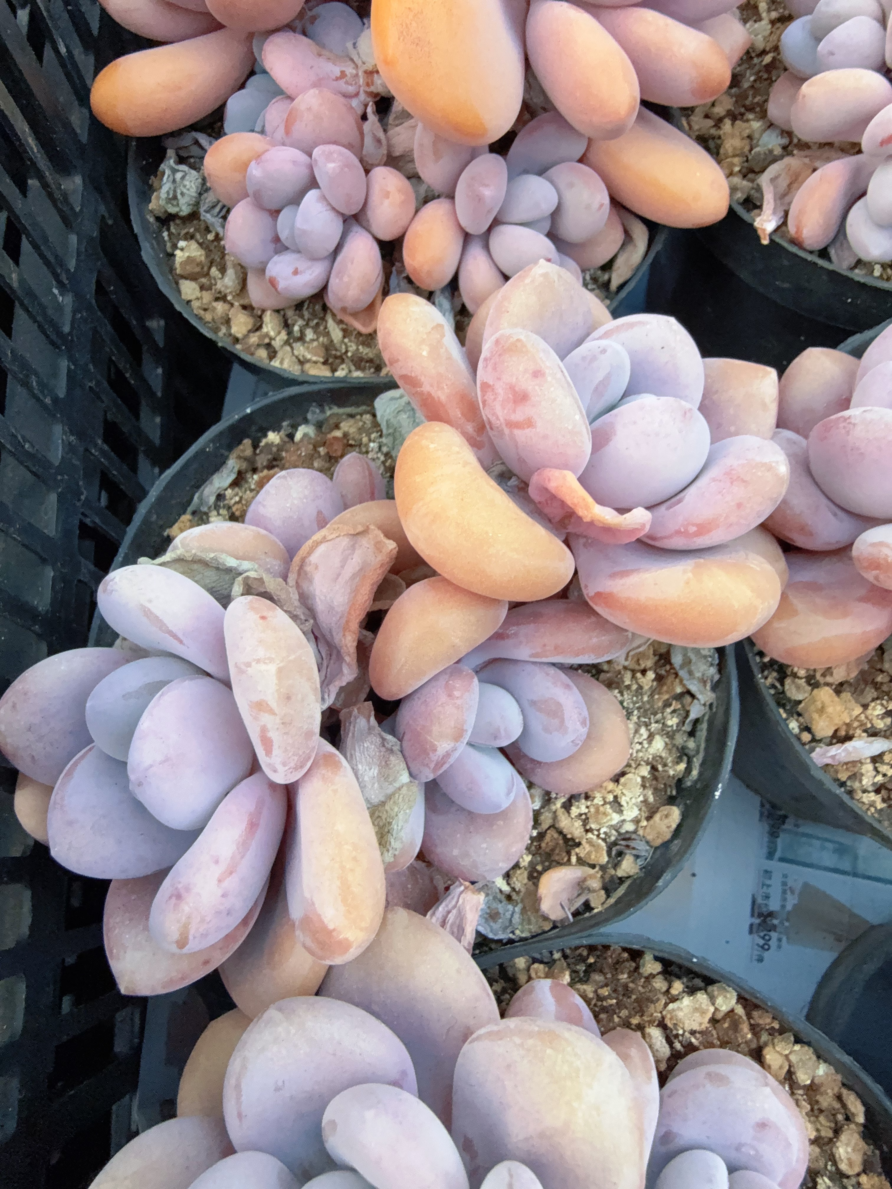 120#2-3头大欧梦（8-12cm）脱土