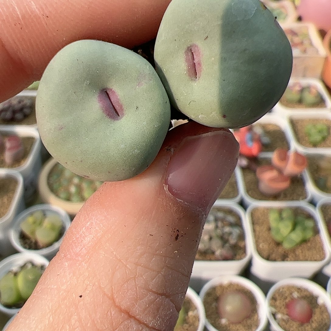 【闪购商品】213 红嘴