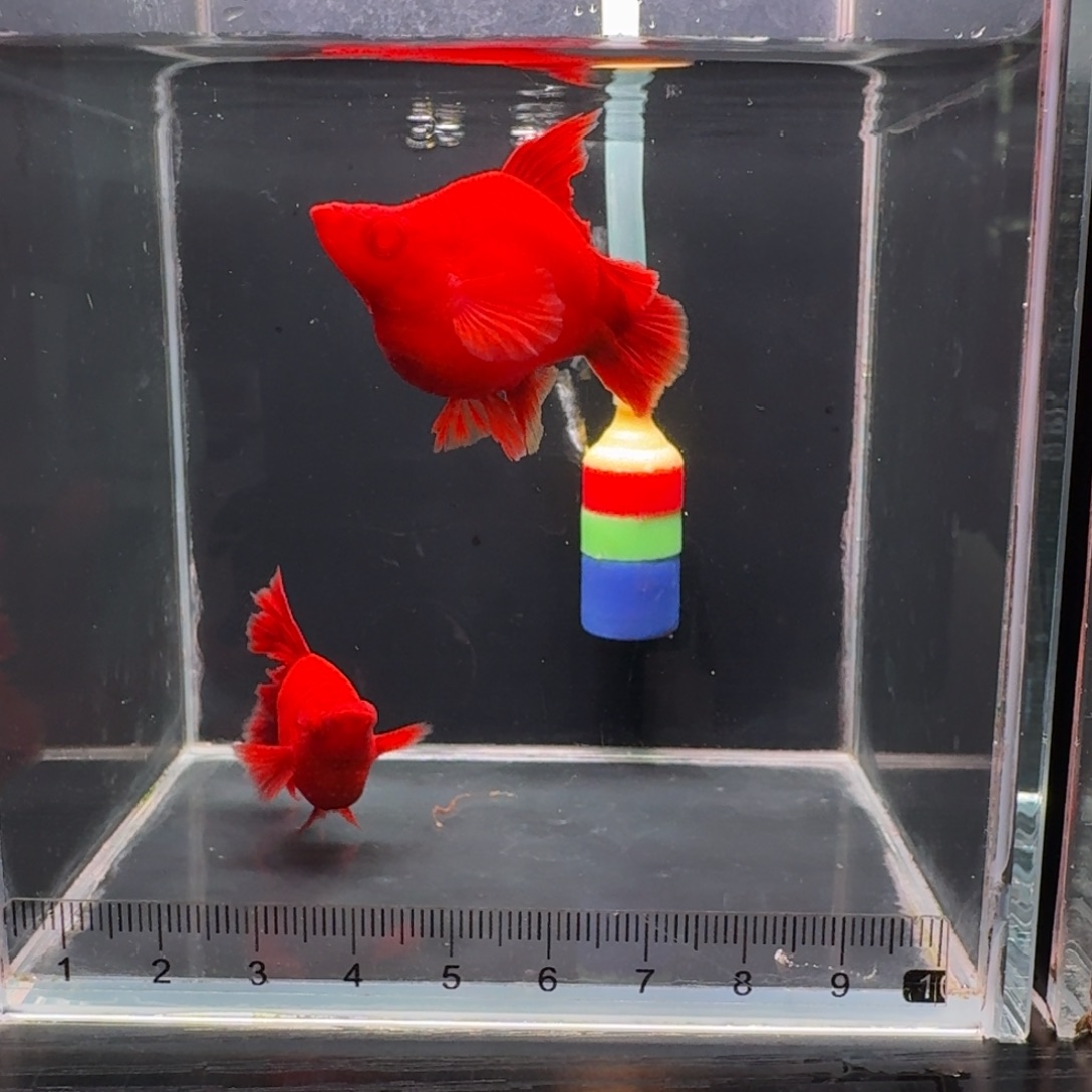 红剑鱼高旗红箭1对