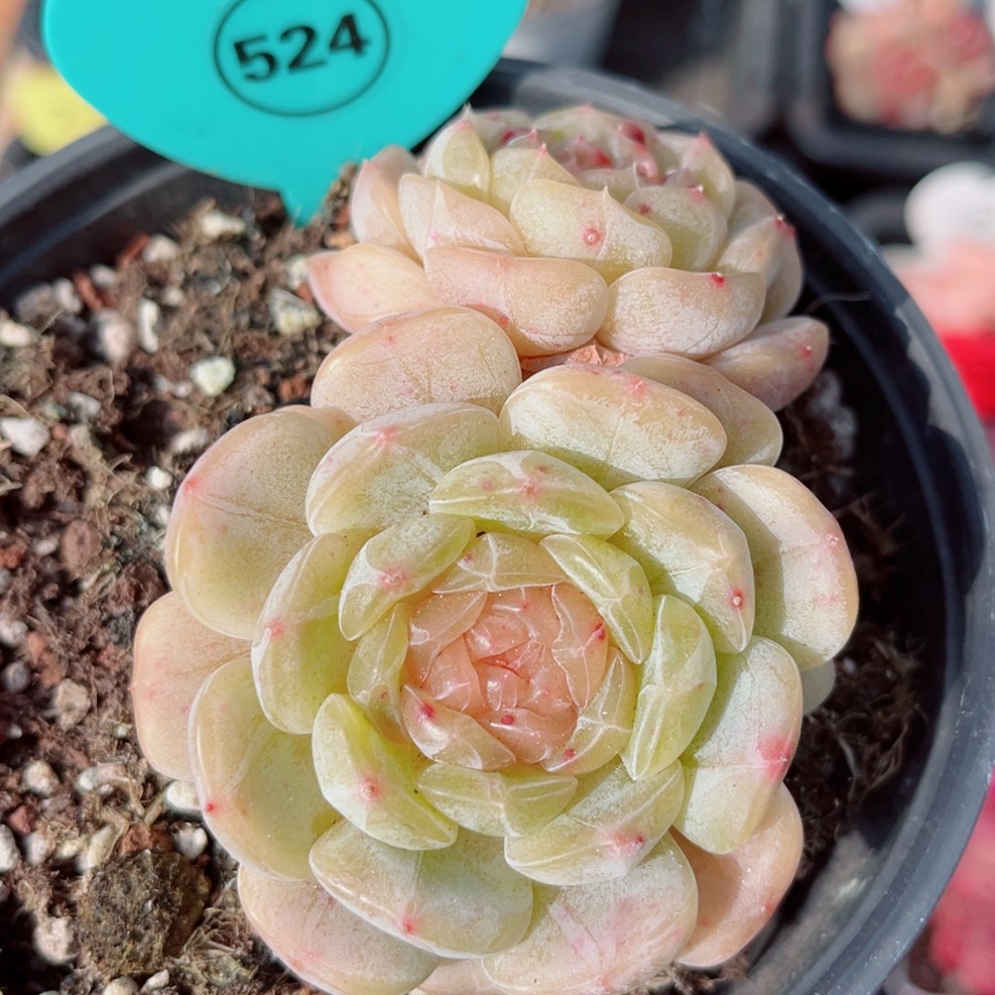 524号小老桩白恋双头