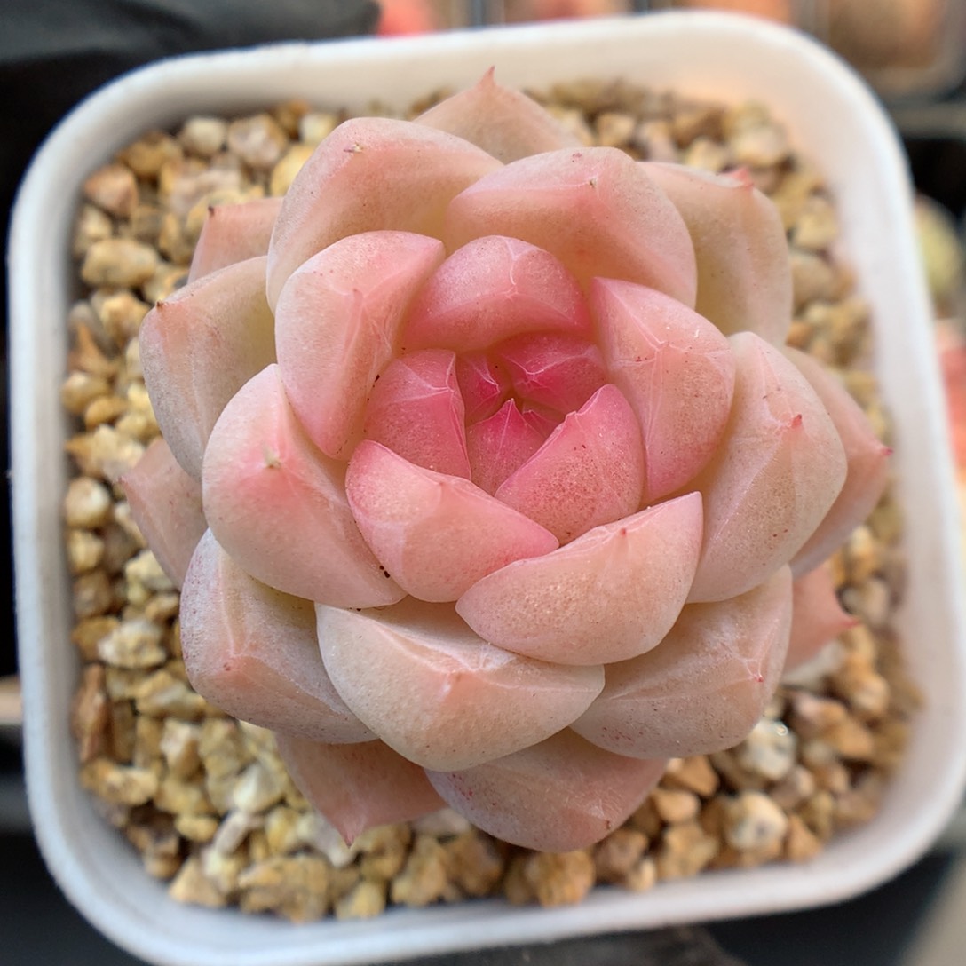 多肉植物。 糖心4