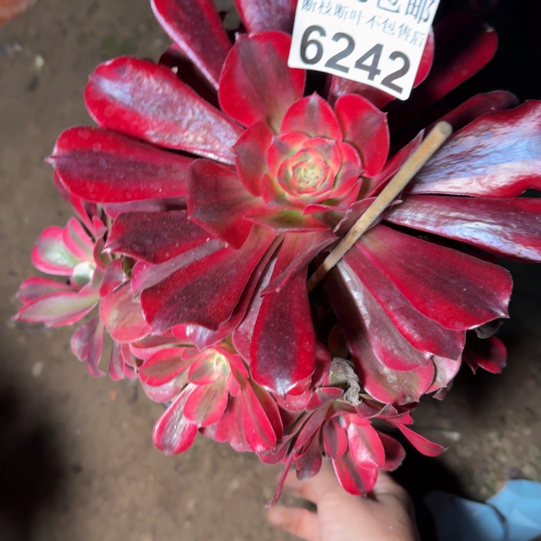 6242美杜莎多肉植物