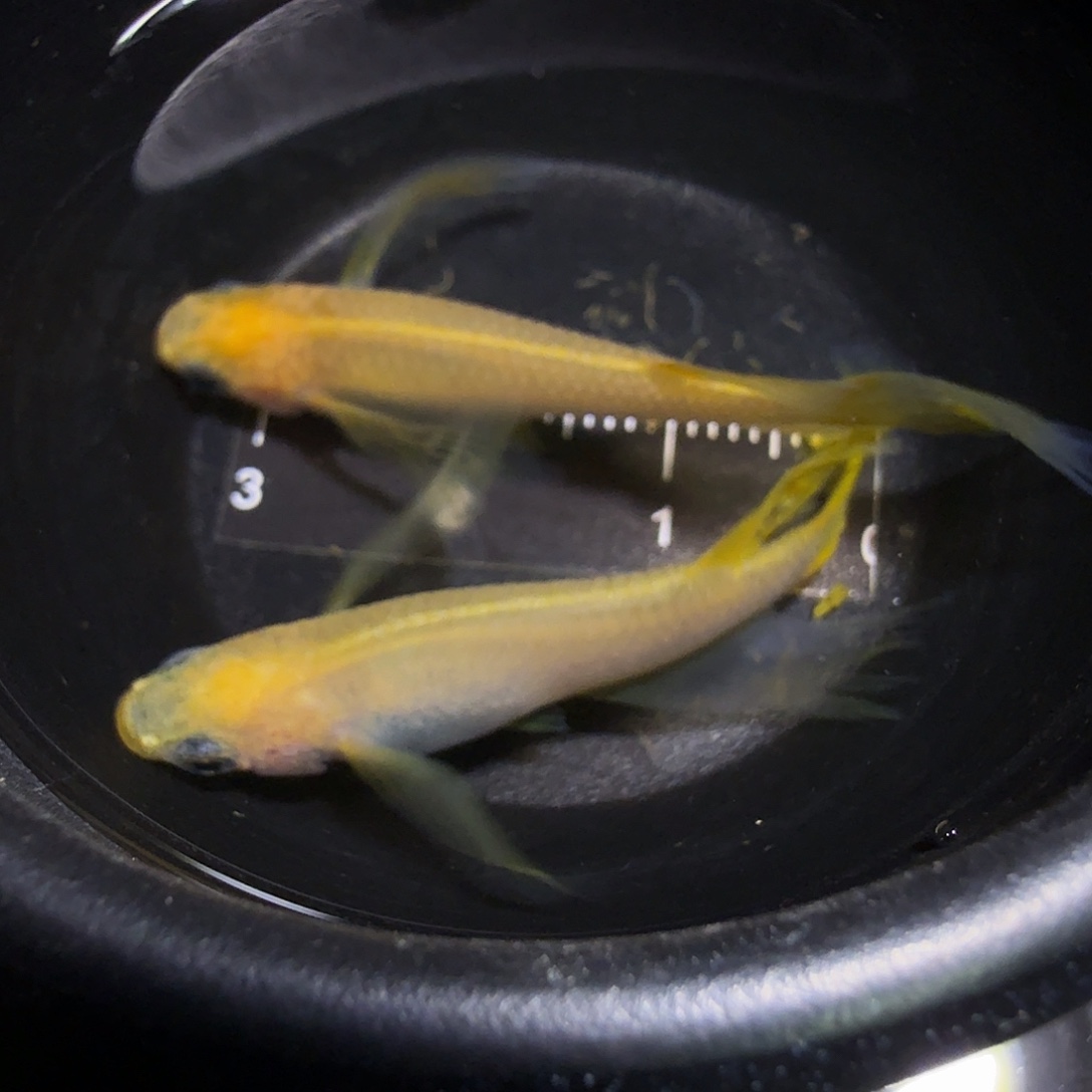 青鳉鱼一物一拍921